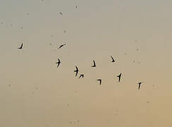 Common Swift