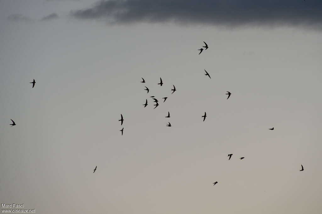 Common Swift, Flight