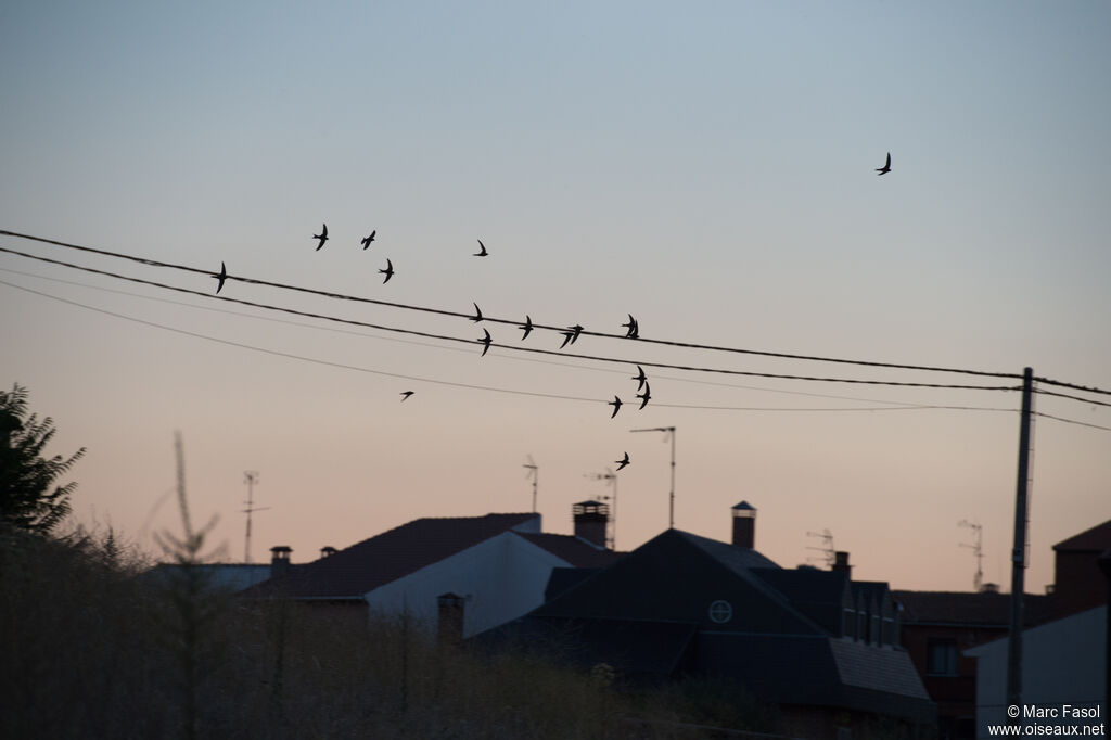 Common Swift