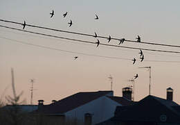 Common Swift