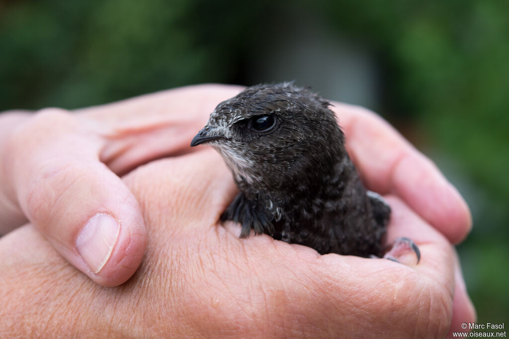 Common Swiftadult, close-up portrait