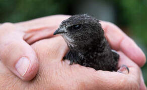 Common Swift