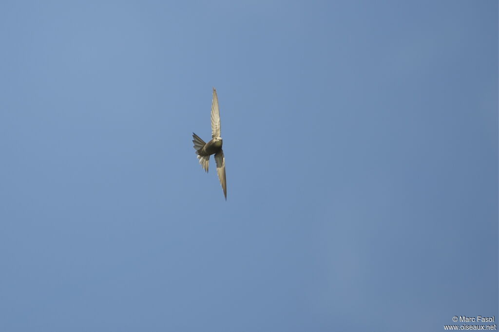 Pallid Swiftadult, Flight