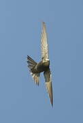 Pallid Swift