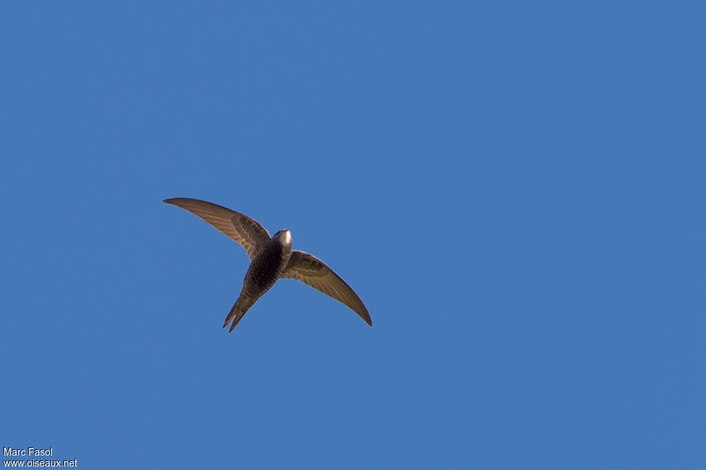 Pallid Swiftadult, pigmentation, Flight