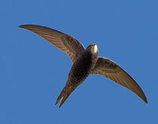 Pallid Swift