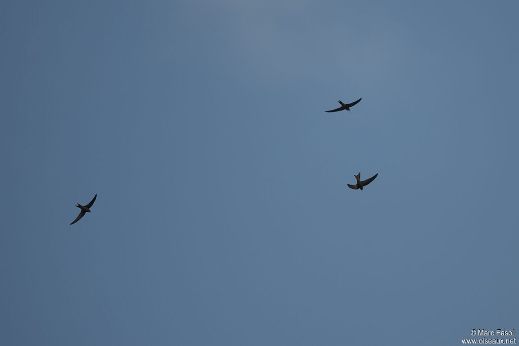 Plain Swiftadult breeding, Flight