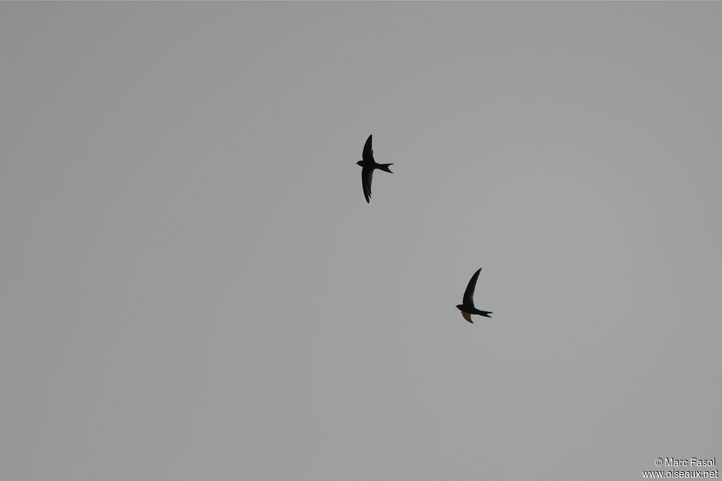 Plain Swift , Flight