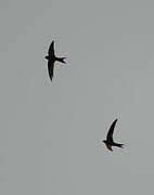 Plain Swift