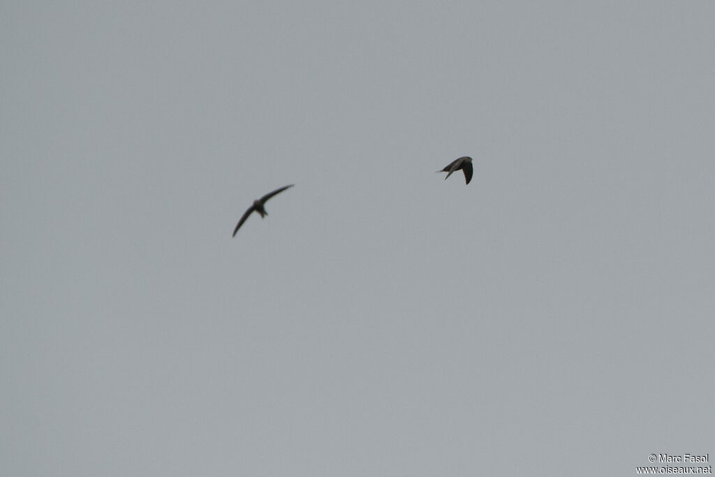 Plain Swift, Flight