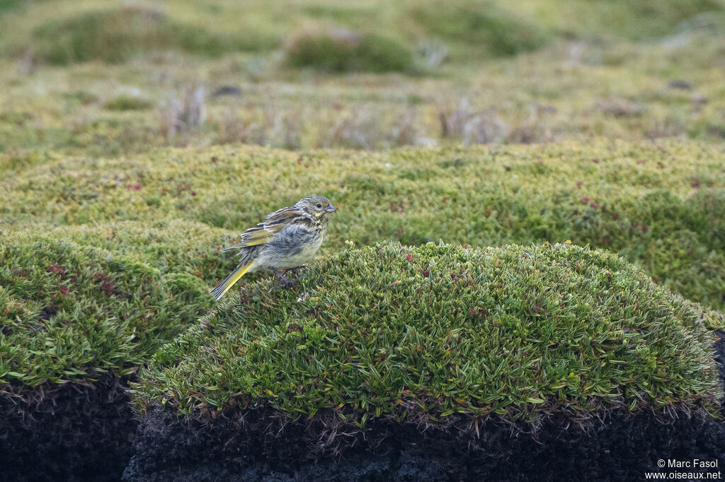 White-bridled Finch male subadult, identification