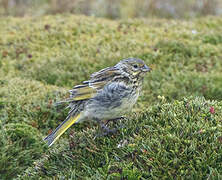 White-bridled Finch