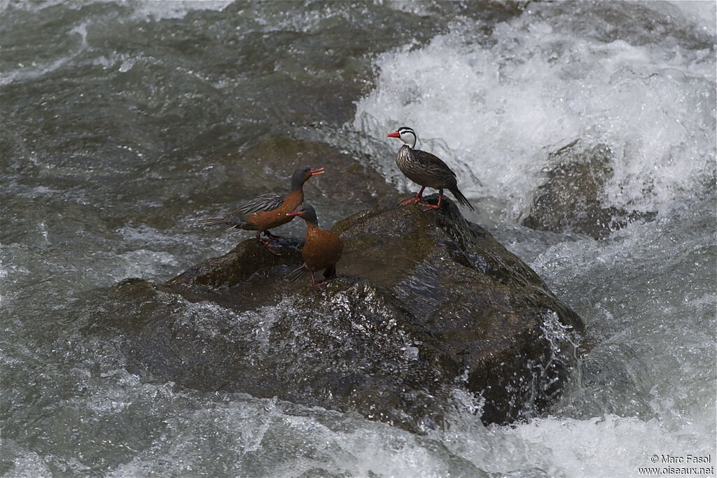 Torrent Duckadult breeding, identification, Behaviour