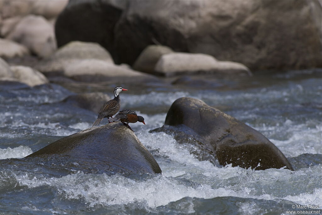 Torrent Duck , identification, Behaviour