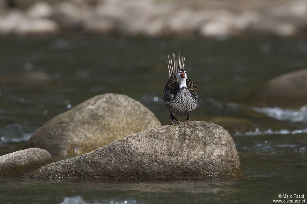 Torrent Duck male, identification, Behaviour