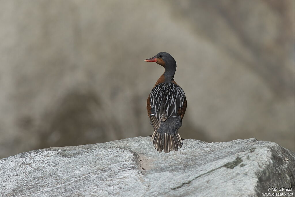 Torrent Duck female adult, identification