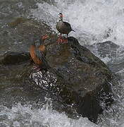 Torrent Duck