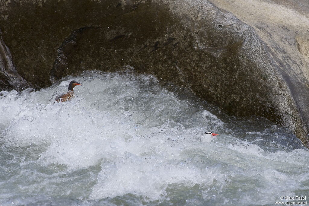 Torrent Duck adult, identification, Behaviour