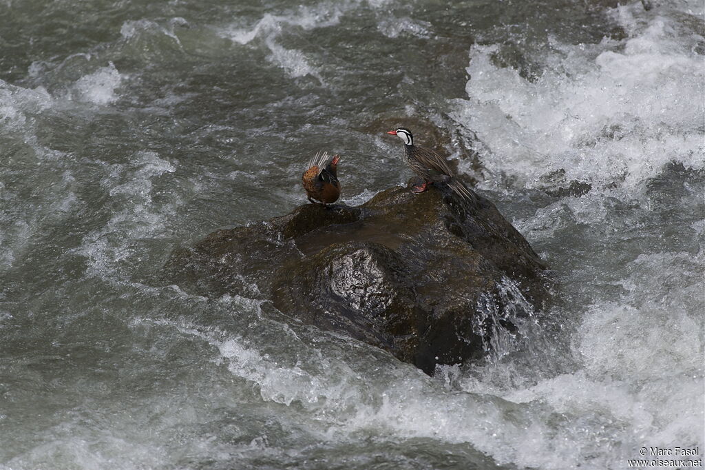 Torrent Duck adult breeding, identification, Behaviour