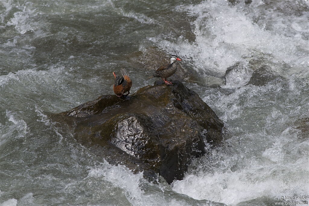 Torrent Duck adult breeding, identification, Behaviour