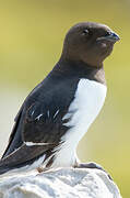 Little Auk