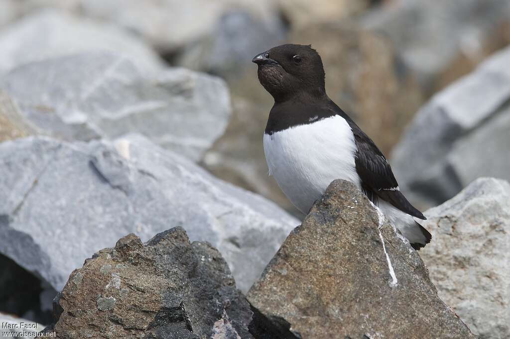 Little Aukadult breeding, close-up portrait