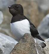 Little Auk