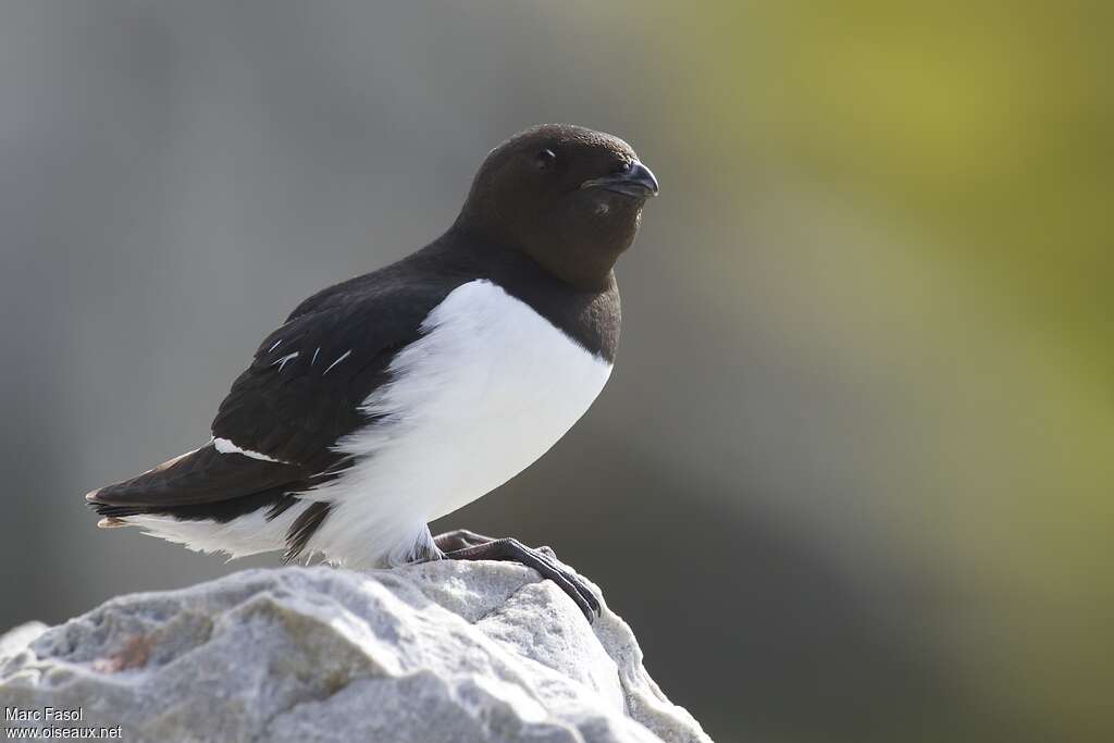 Mergule nainadulte nuptial, identification