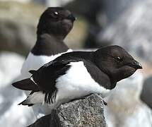 Little Auk