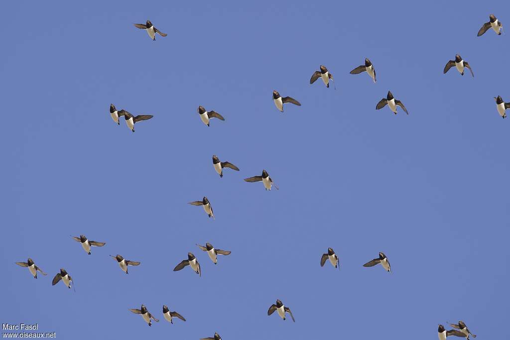 Little Aukadult breeding, Flight