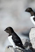 Little Auk