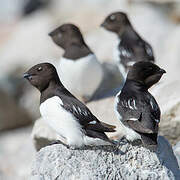 Little Auk