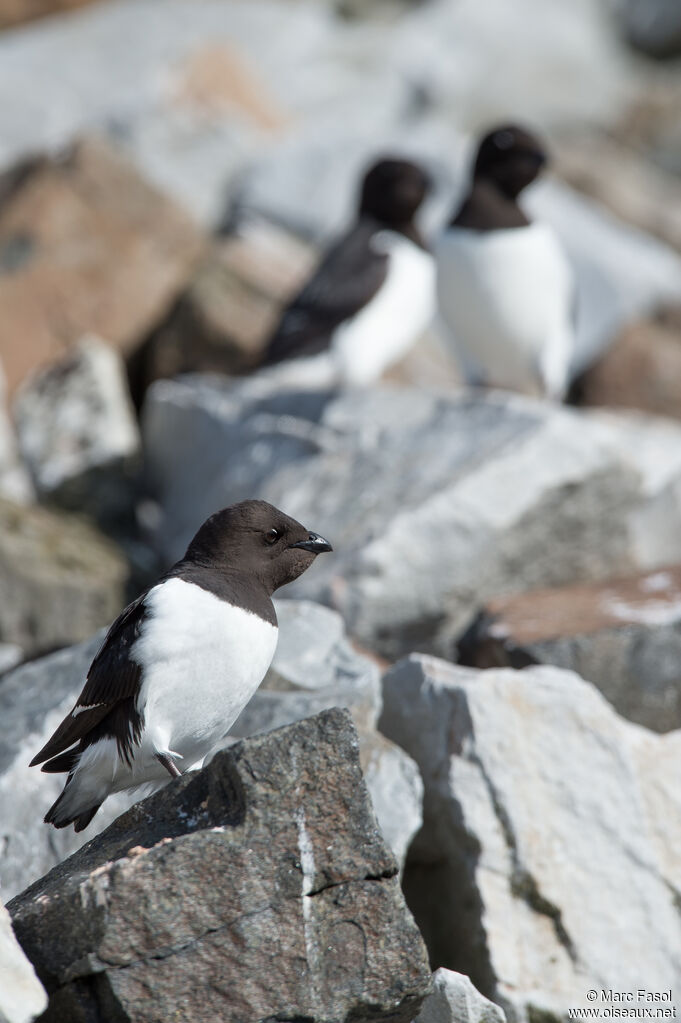 Little Aukadult, Reproduction-nesting