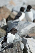 Little Auk