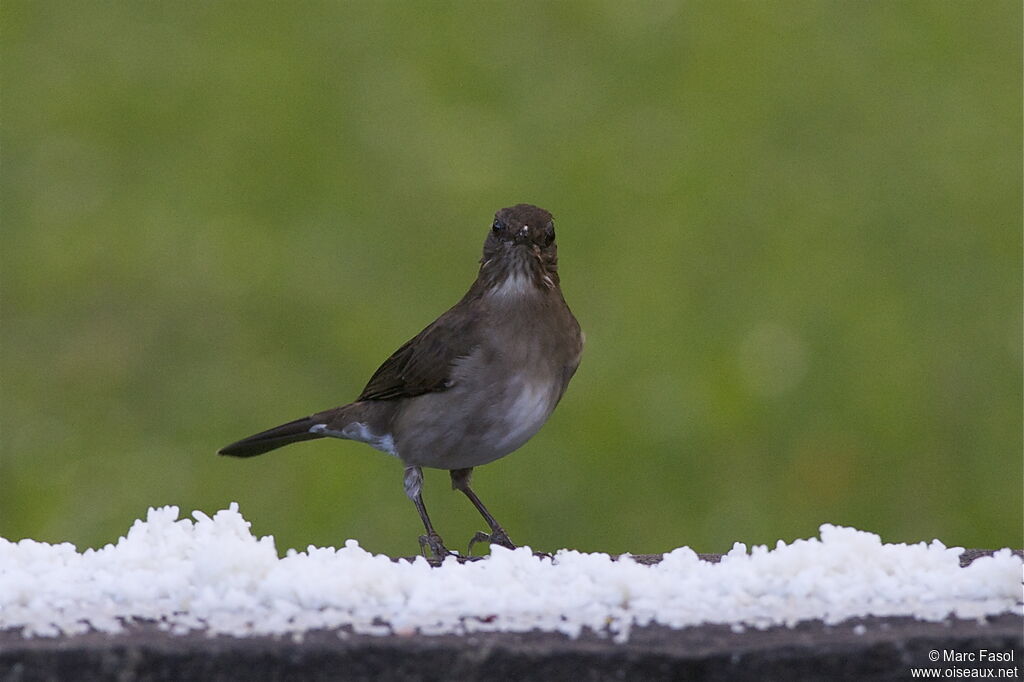 Black-billed Thrushadult, feeding habits