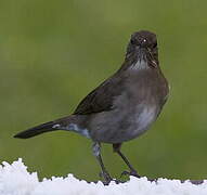 Black-billed Thrush