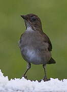 Black-billed Thrush