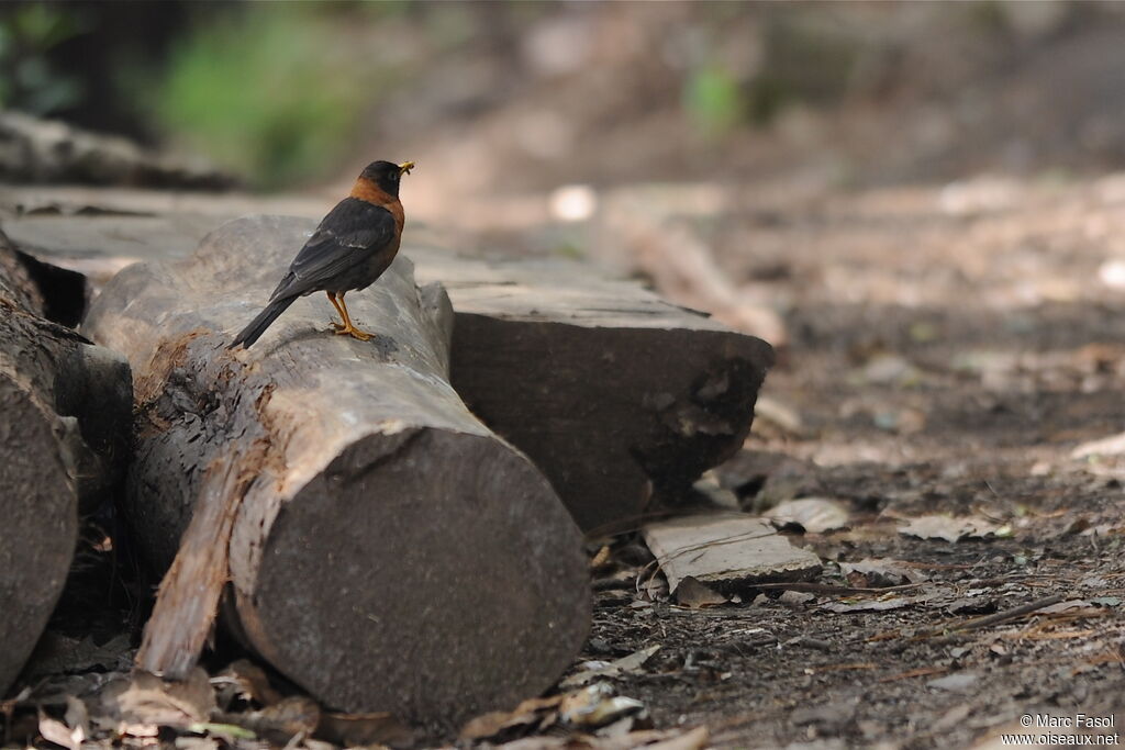 Rufous-collared Thrushadult, Reproduction-nesting