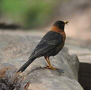 Rufous-collared Thrush