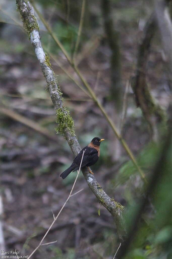 Merle à col roux mâle adulte, identification