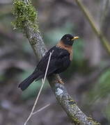 Rufous-collared Thrush