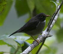 White-throated Thrush