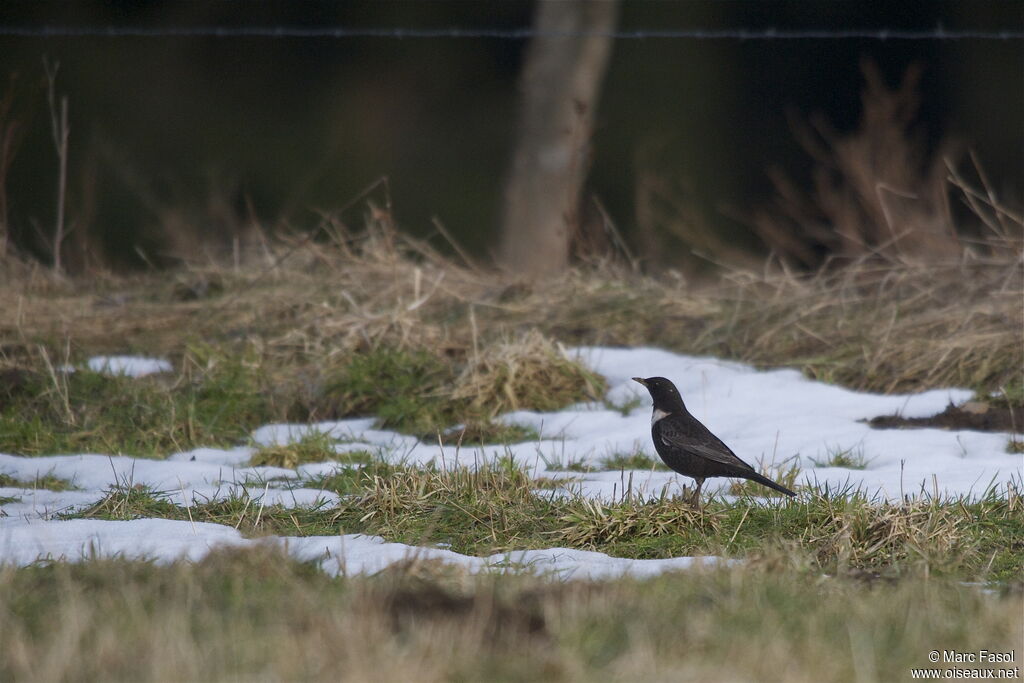 Ring Ouzel male, identification, Behaviour