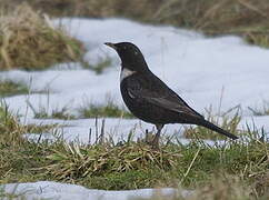 Ring Ouzel