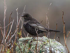 Ring Ouzel