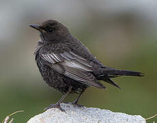 Ring Ouzel