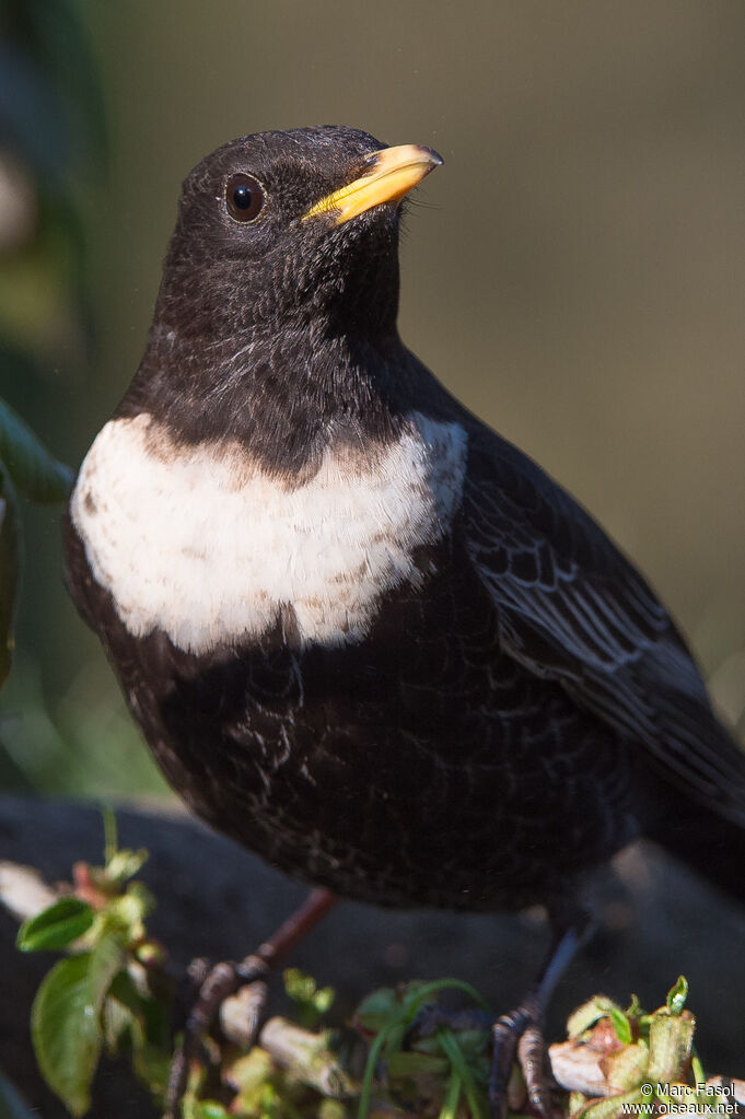 Ring Ouzel male adult, close-up portrait