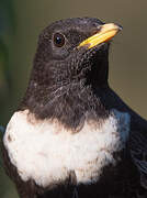 Ring Ouzel