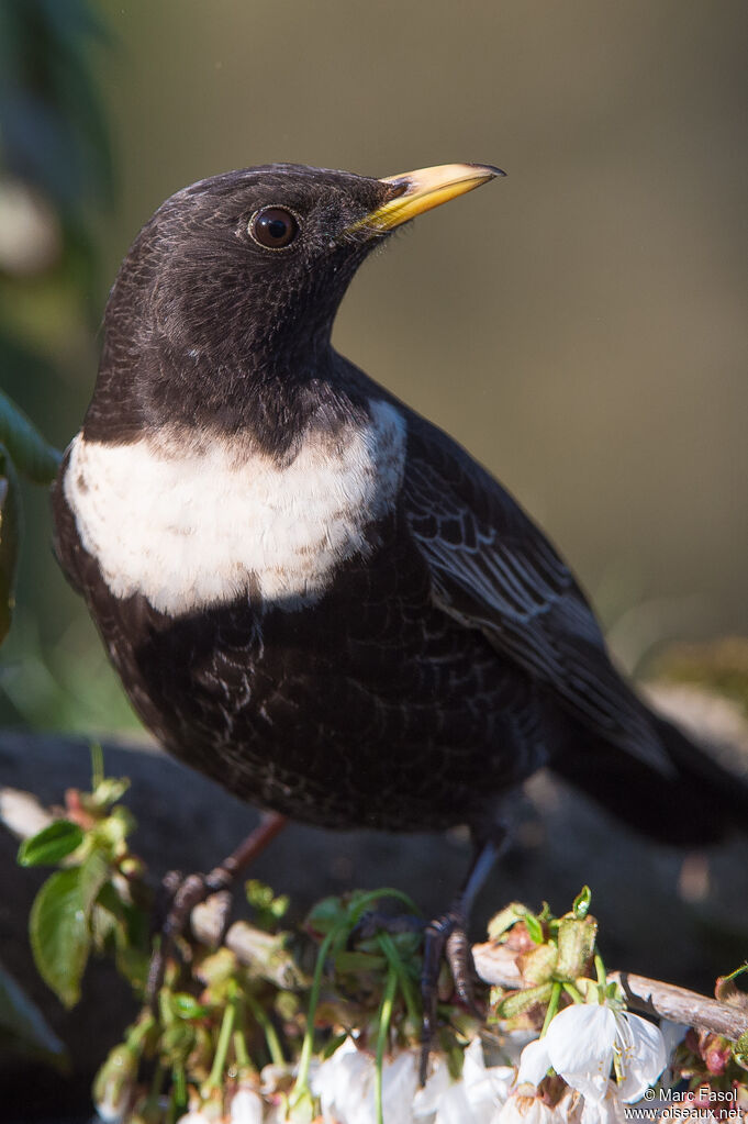 Ring Ouzel male adult, identification