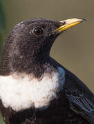 Ring Ouzel